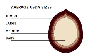 usda_sizes